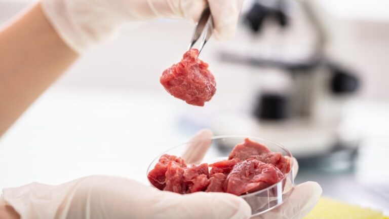 carne-crescuta-laborator-buna-consum-802209